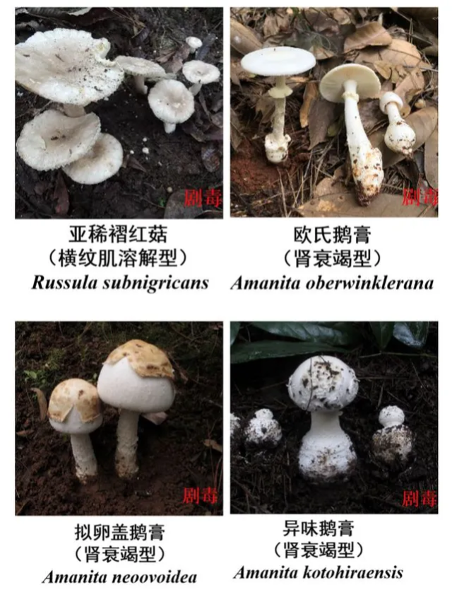 ▲几种有毒的鹅膏菌 图据“云南疾控”