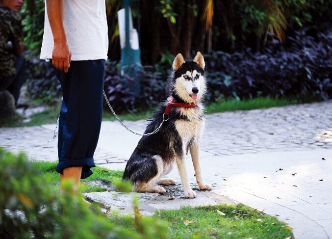 三新漫谈丨如何实现人犬和谐共处？