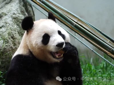期待！大熊猫“福宝”将在6月12日与公众见面