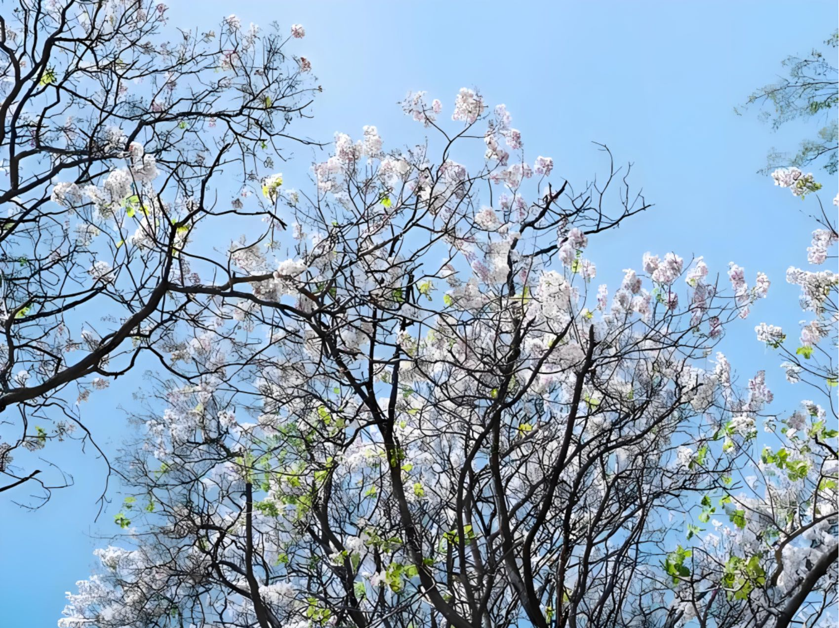 梧桐花开