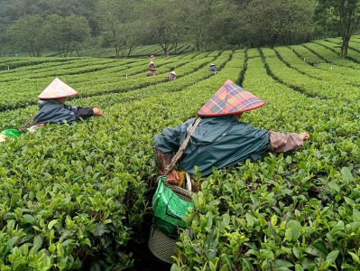 充分发挥气象服务作用，英德赋能茶产业发展