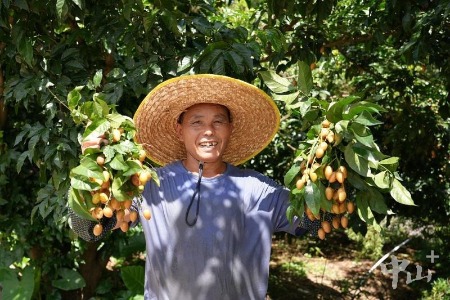 中山产阳光玫瑰葡萄和鸡心黄皮迎来丰收季