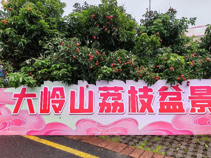 “美荔东莞 给荔中国”2024东莞荔枝文化周启动