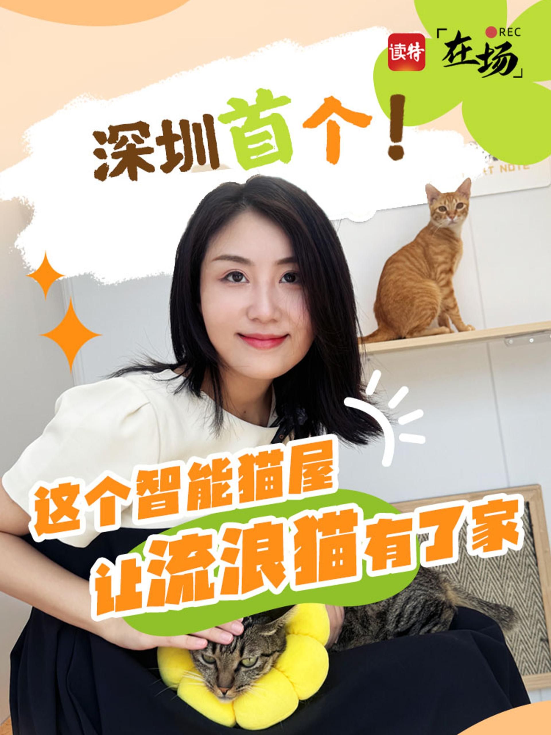 在场｜深圳首个！这个智能猫屋让流浪猫有了家