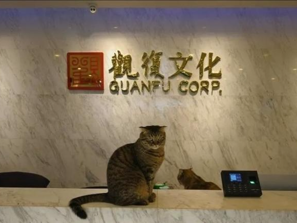 收藏名家马未都被曝“暴力裁员”！一次性解雇80余人，多名员工已申请仲裁
