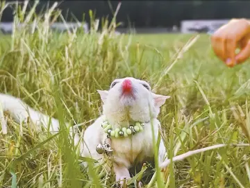 晶报特别报道 | 在生物多样性魅力城市，养些神奇动物不奇怪