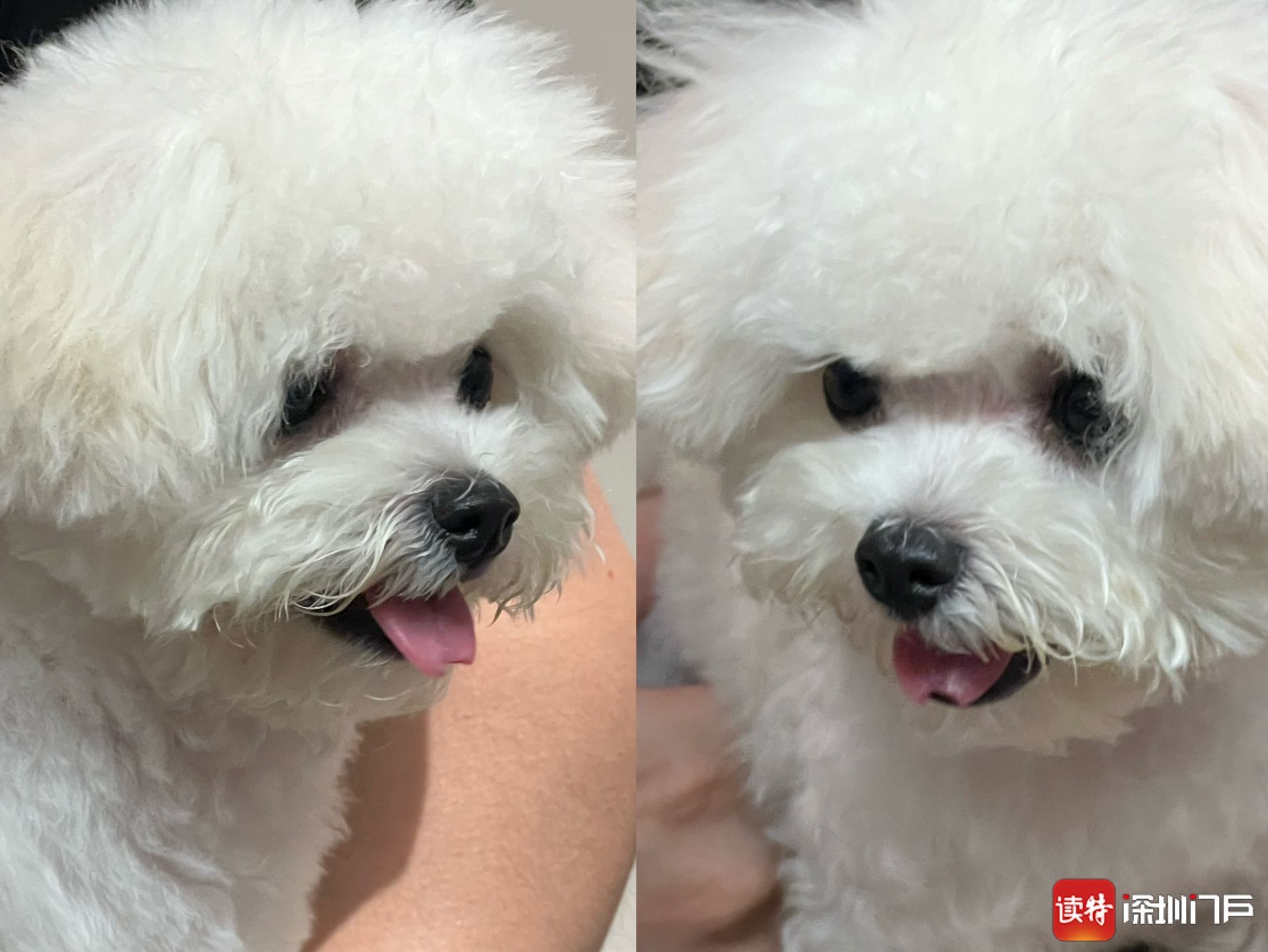 宠物店剪掉狗舌头？店家：还没红，不接受采访 | 宠圈那些事
