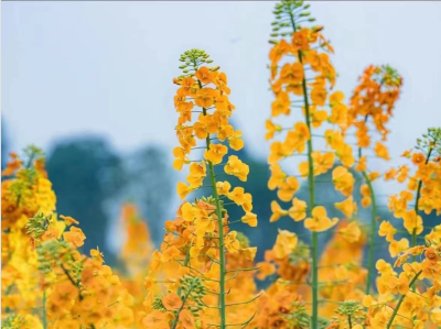 陌上花开