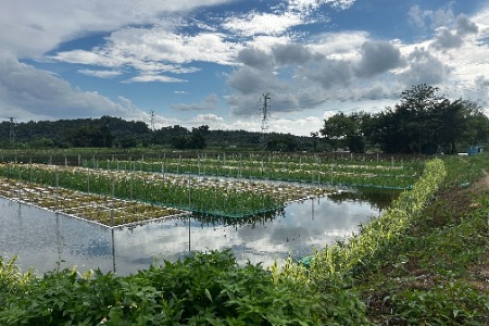 南朗街道近3000亩养殖池塘尾水治理项目顺利通过竣工验收