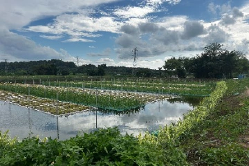 南朗街道近3000亩养殖池塘尾水治理项目顺利通过竣工验收
