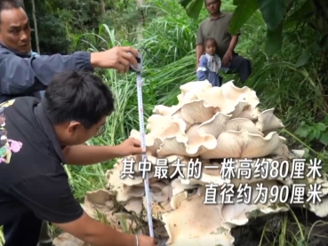 直径长达90厘米！云南昌宁发现巨型口蘑