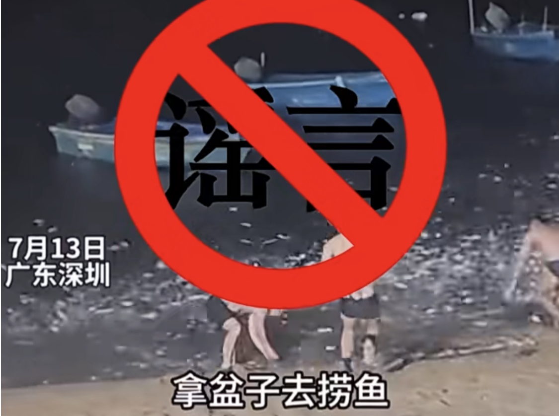 网传深圳海边鱼群争相飞出水面？辟谣！ 