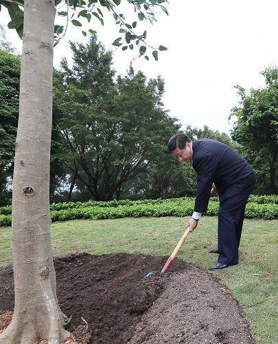 △2012年12月，在广东考察时，习近平总书记在深圳莲花山公园种下一棵高山榕树。