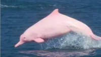 佛山西江出现一级“国保”中华白海豚
疑因声纳导向系统损坏误入河道
当地回应：会持续跟踪监测