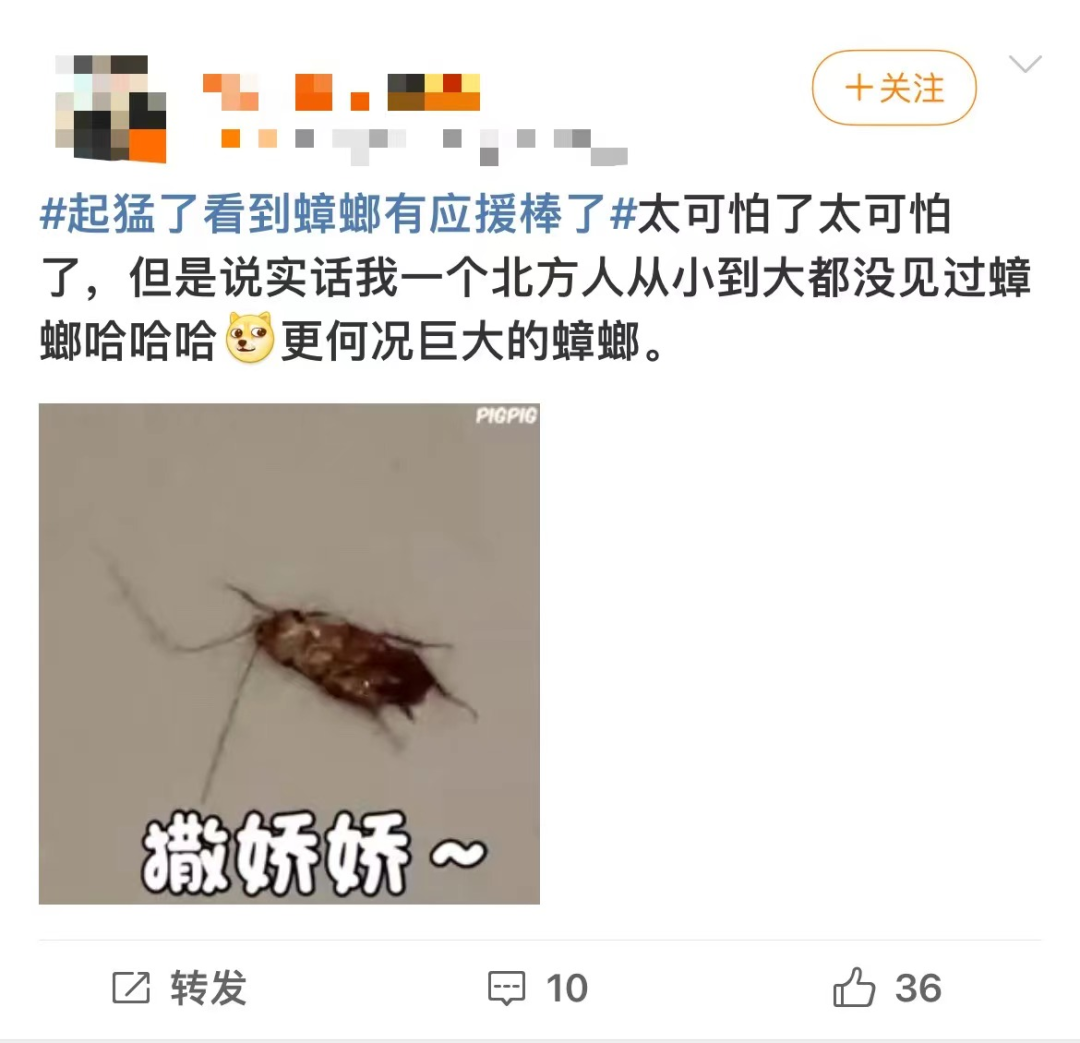 像蟑螂但头没触须图片