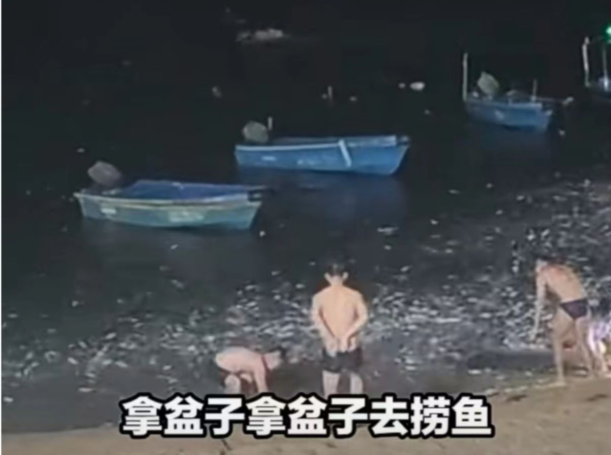 深圳海滩惊现“鱼跃奇观”？专家揭秘：高温缺氧下的自然生态现象