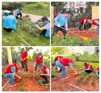 党建引领，工建同行 木棉湾社区开展爱绿种植活动
