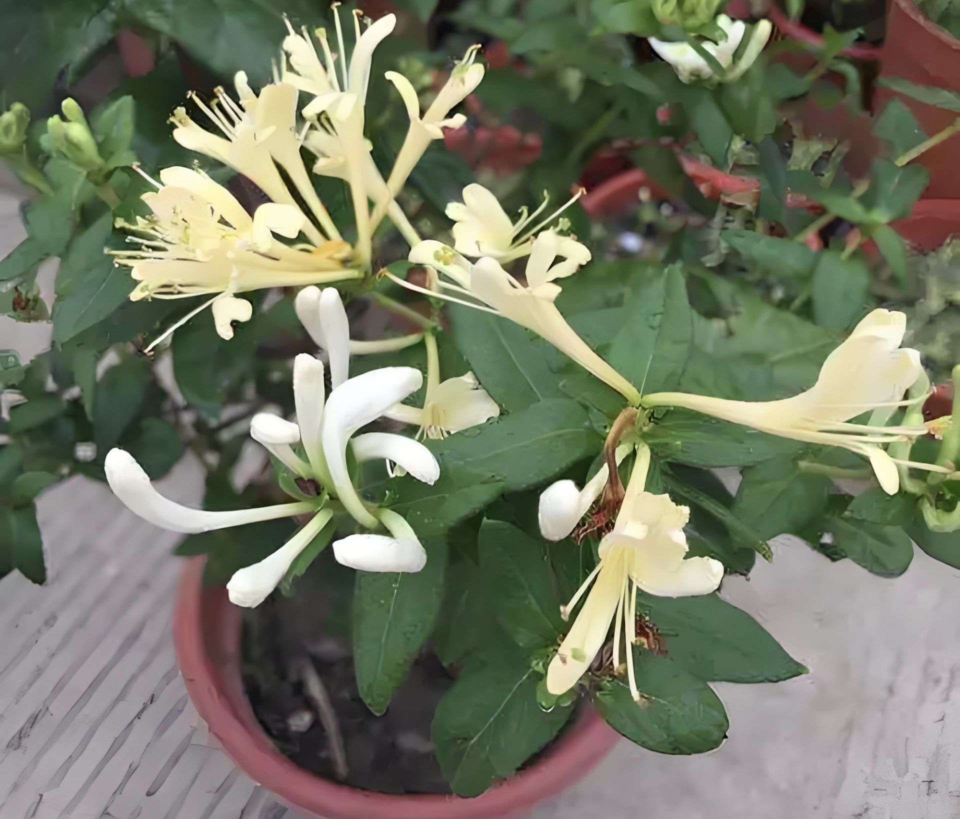 花香入窗来
