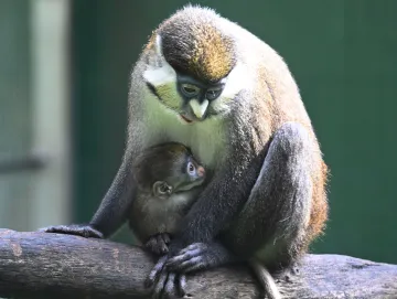 大暑节气到来，深圳野生动物园红尾长尾猴宝宝迎客