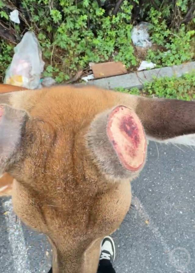 大连一只野生梅花鹿的鹿角疑似被盗割了。/受访者供图