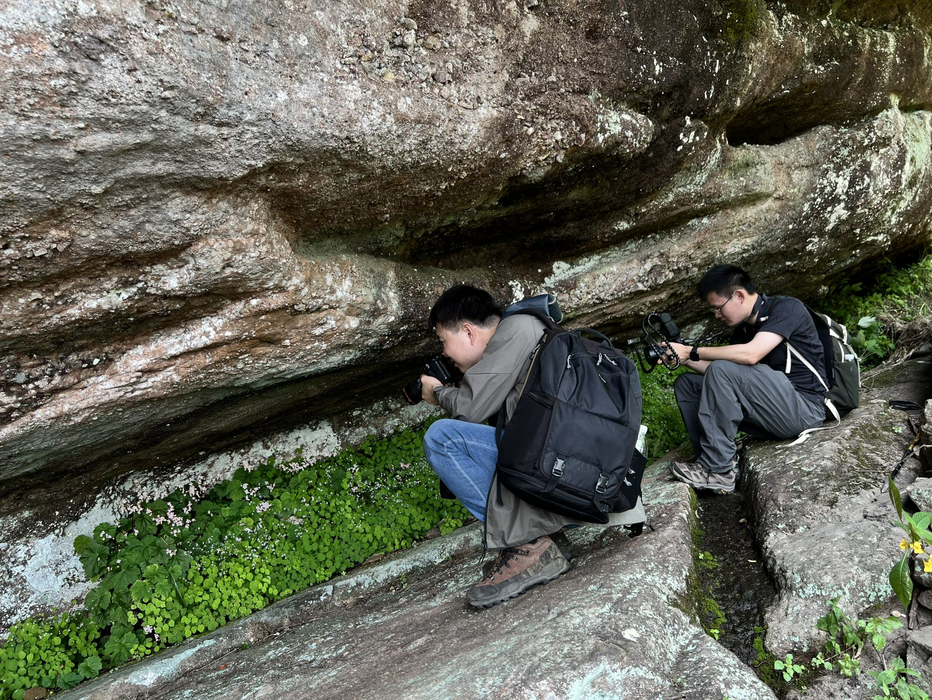 全国首创！广东构建植物迁地保护体系新架构，深圳将围绕规划打造特色植物种质资源库