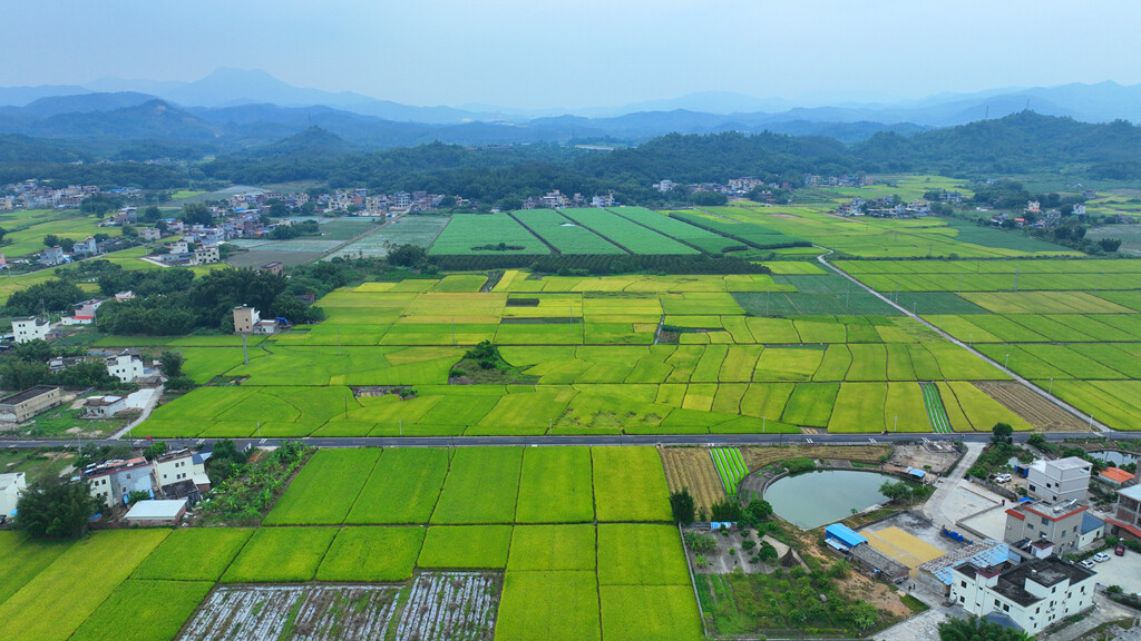 龙门县龙江镇：小田并大田 并出丰收田