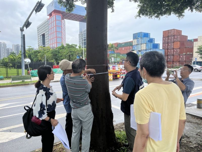 全市率先！宝安“树木驿站”实现迁移树木再利用