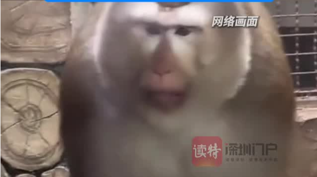 黔灵山公园最喜欢凹造型的猴子 一秒八百个动作 “放心！哥绝对不让你白来”