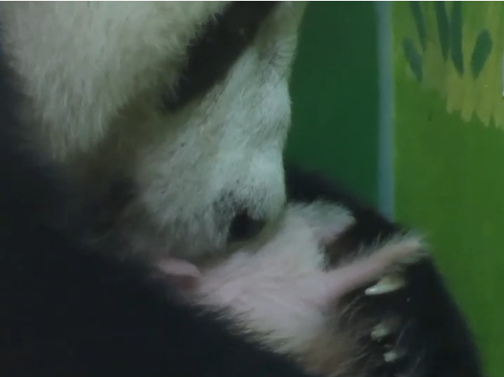 全球唯一大熊猫三胞胎大姐“萌萌”当妈妈了！
