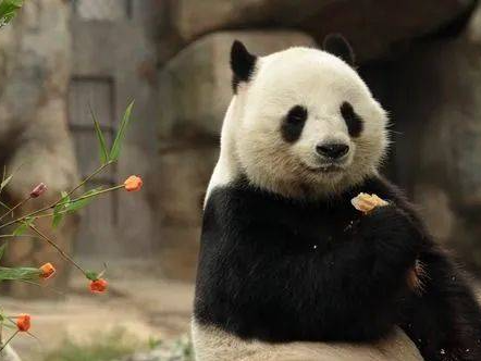 新一对赠港大熊猫，有新消息！