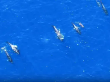 寻鲸记·视频②｜新“鲸”喜！观测团队发现超百头短肢领航鲸