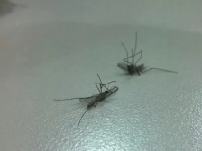 惊了！“格美牌空调外机”热到连蚊子都中暑