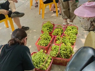 东莞自产“阳光玫瑰”葡萄上市