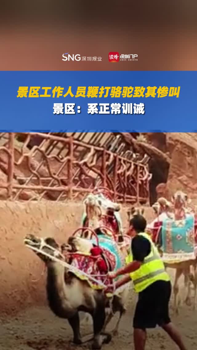 景区工作人员鞭打骆驼致其惨叫。景区：系正常训诫。