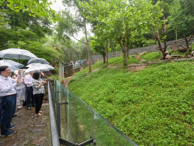 李家超称新一对赠港大熊猫已确定，有望在港诞下下一代