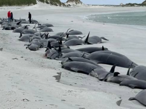 77头领航鲸在英国苏格兰地区海滩搁浅死亡
