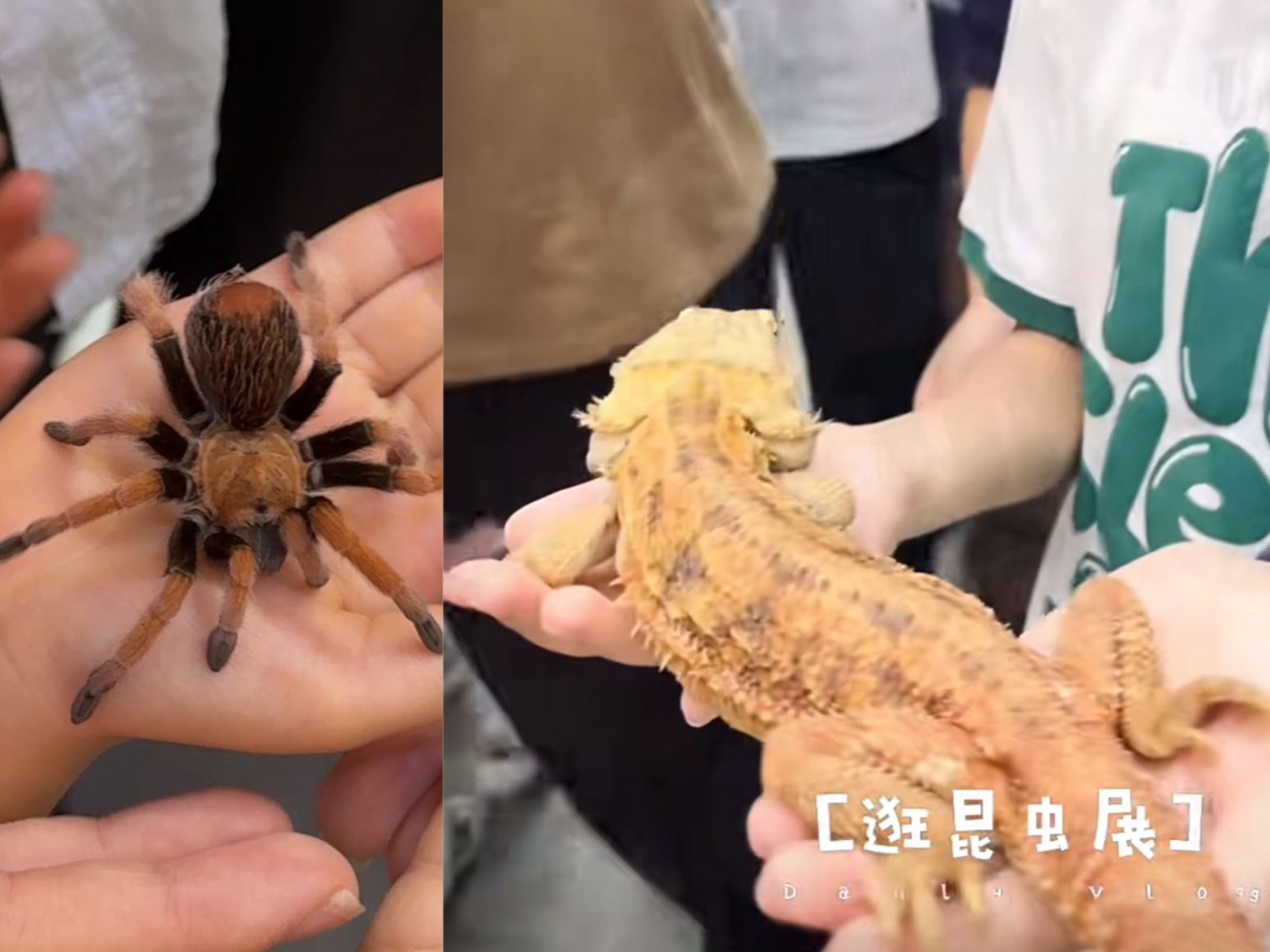 “三有保护动物”200元一只？杭州一展览问题频出被爆“伪科普”！