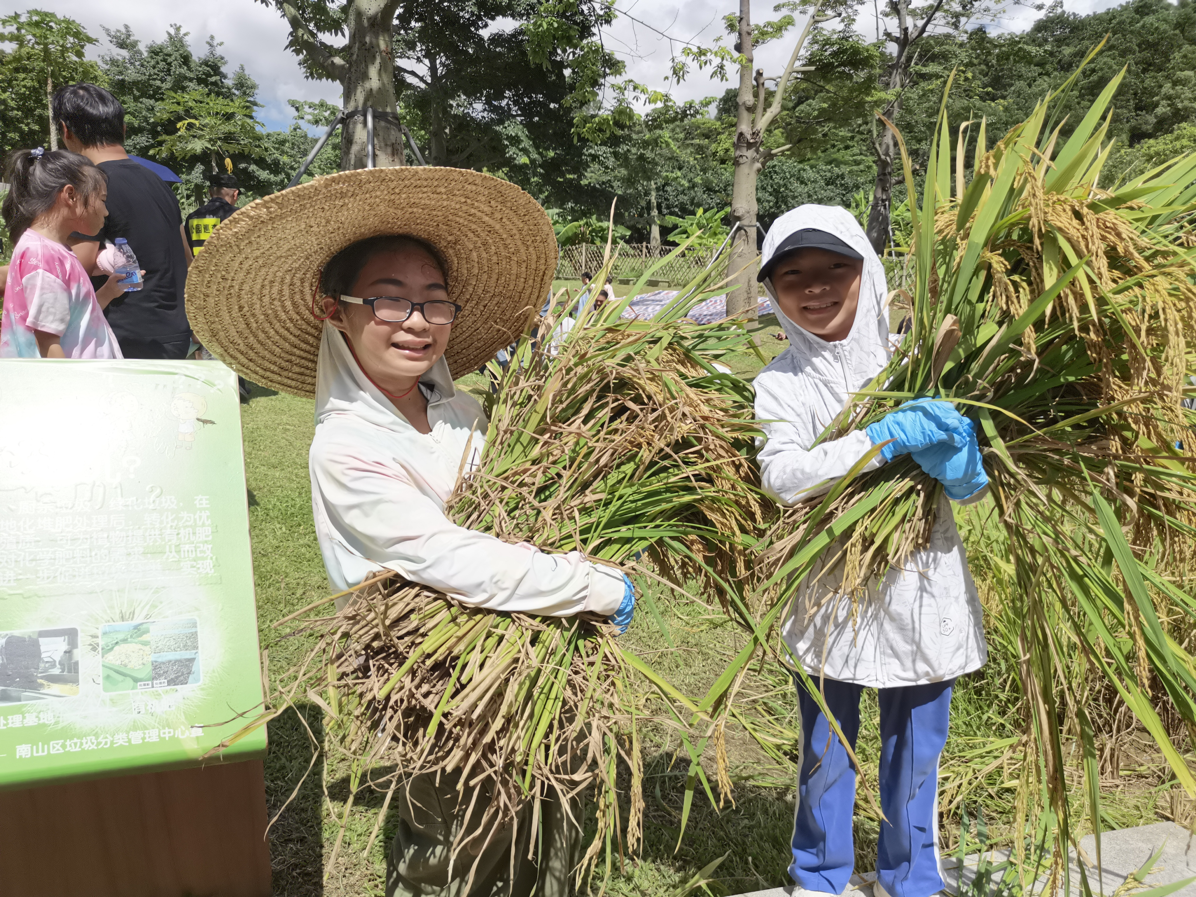 保护粮食安全意识的启智之旅，深圳市民在西丽生态公园农耕园体验水稻收割