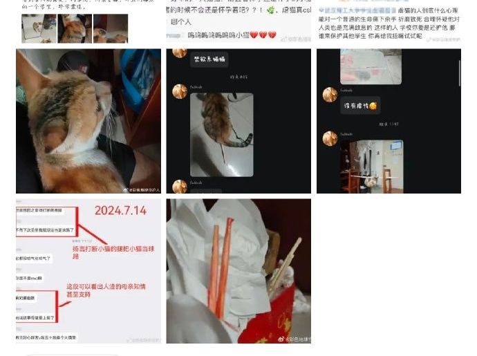 武汉理工大学通报学生虐猫：情况属实，予以退学！ ​  