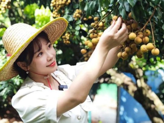 东莞瓜果飘香季！葡萄、龙眼……新鲜上市，欢迎现场采摘