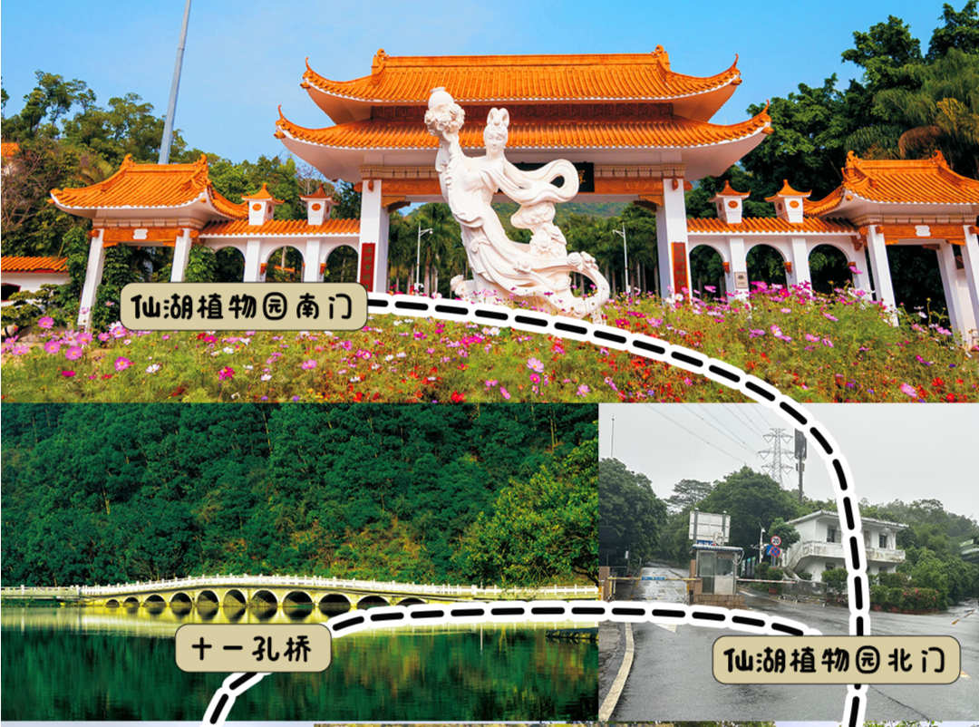 不用拼脚力！仙湖植物园“环园观光线”来了