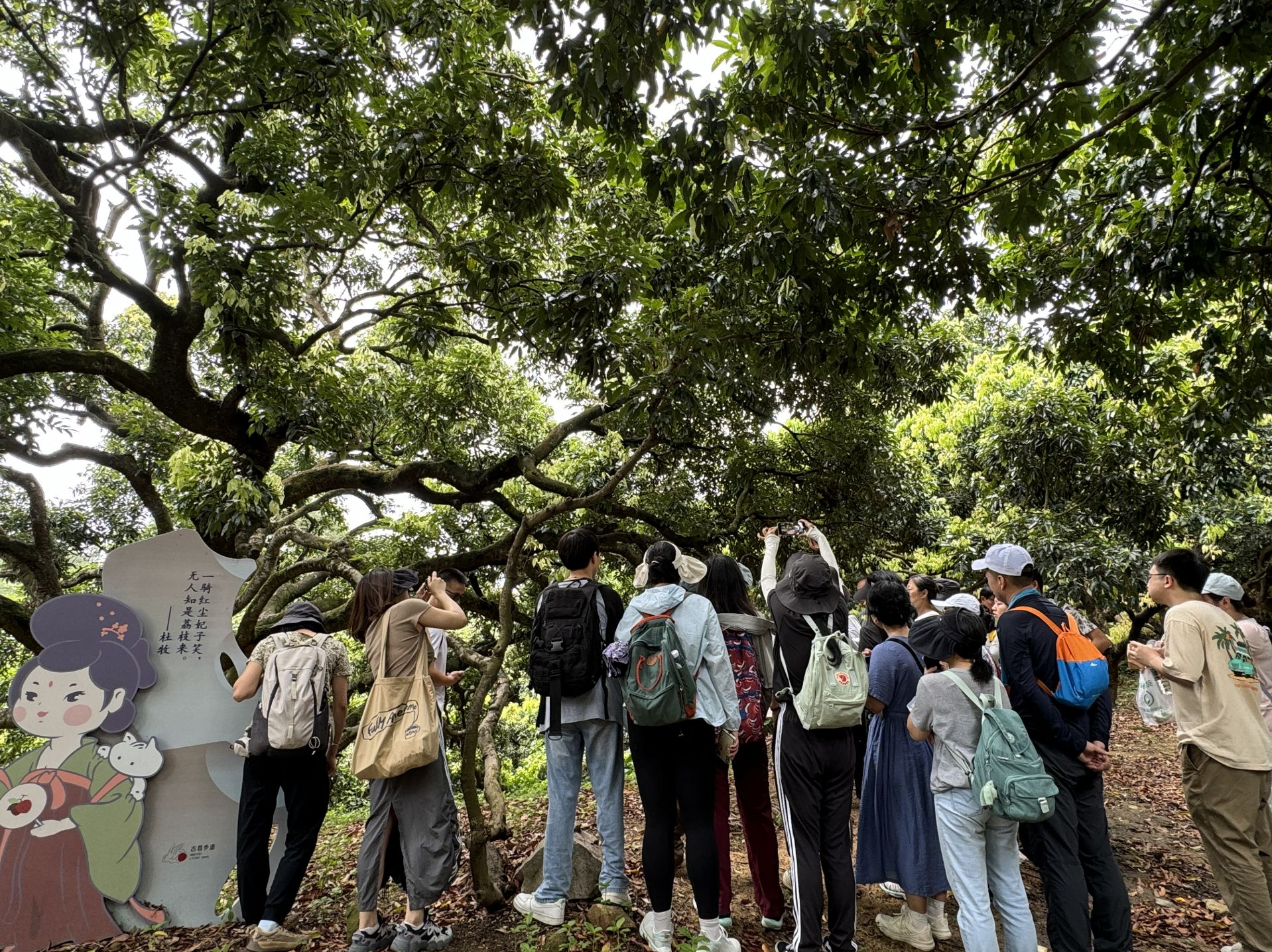 深圳图书馆举办系列研学活动：漫步古荔步道，品读荔枝文化