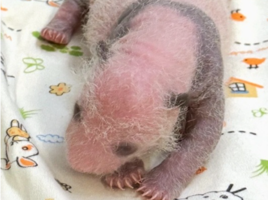 第二周成长记录！香港龙凤胎大熊猫🐼🐼开始上色啦 