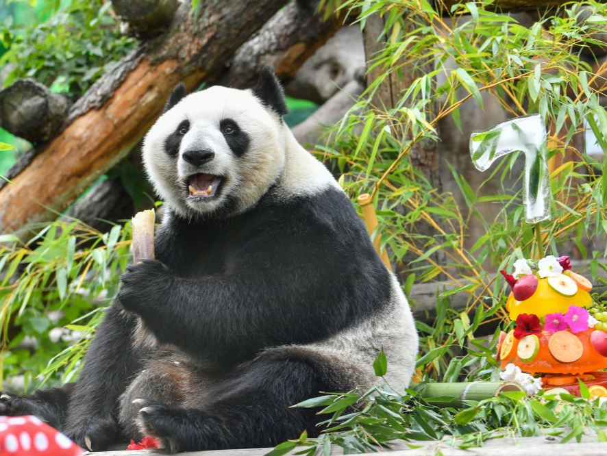 旅俄大熊猫“丁丁”“如意”，生日快乐！
