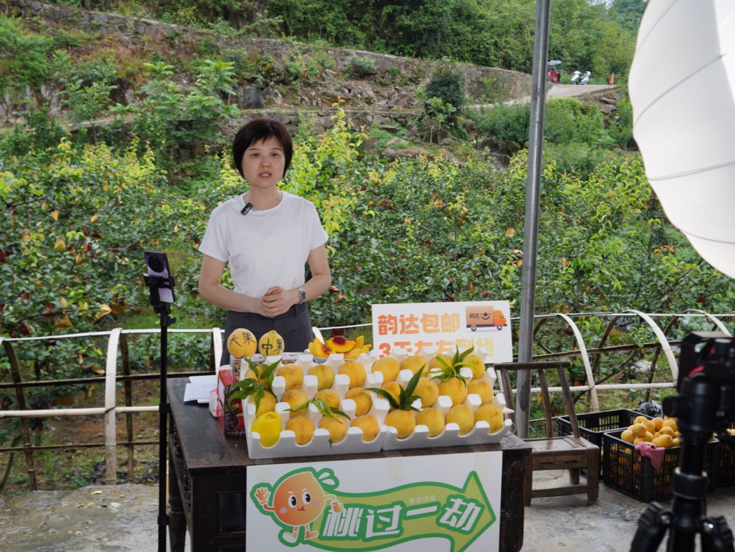 热卖2万斤，莞企助力贵州铜仁黄桃走出深山
