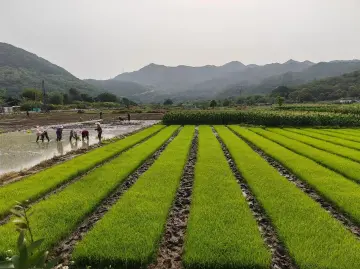 三年帮扶“驻”真情 凝心聚力“助”振兴丨走进深业农科“四季”农旅项目⑤