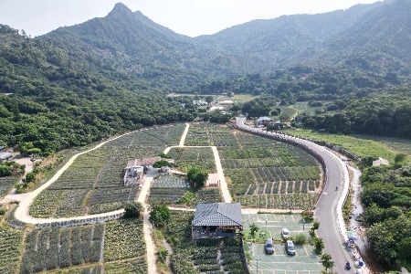 走进“百千万”：我们来“探村”啦|中山神湾：解码“菠萝经济”背后的融合发展路径