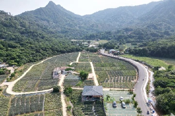 走进“百千万”：我们来“探村”啦|中山神湾：解码“菠萝经济”背后的融合发展路径
