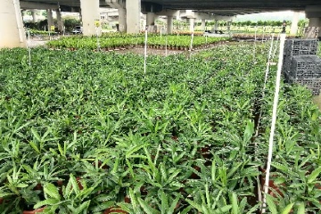 中山横栏镇：桥下空间焕新颜，打造绿美风景线丨综合环境大整治