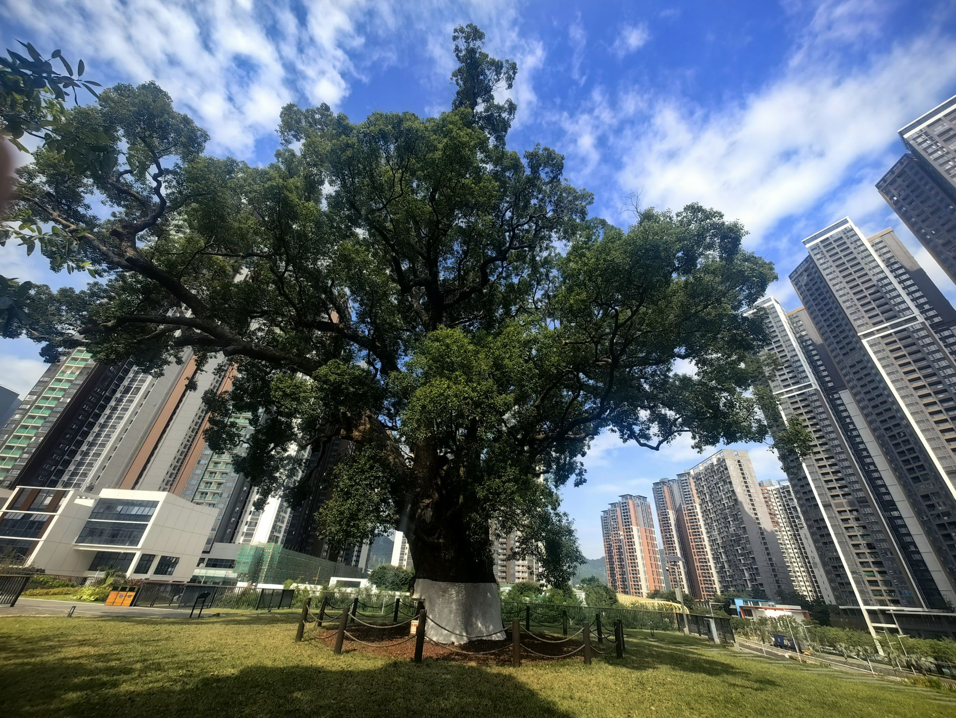 摩登深圳对百年古树的浪漫告白：守护“绿美”文化瑰宝与自然遗产